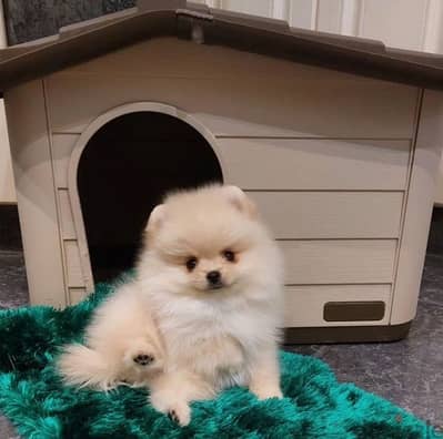 Mini Pomeranian puppy female from Russia