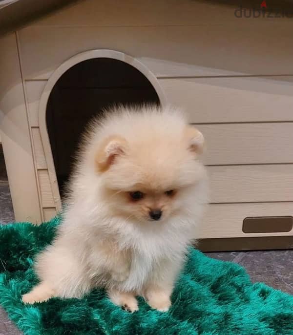 Mini Pomeranian puppy female from Russia 1