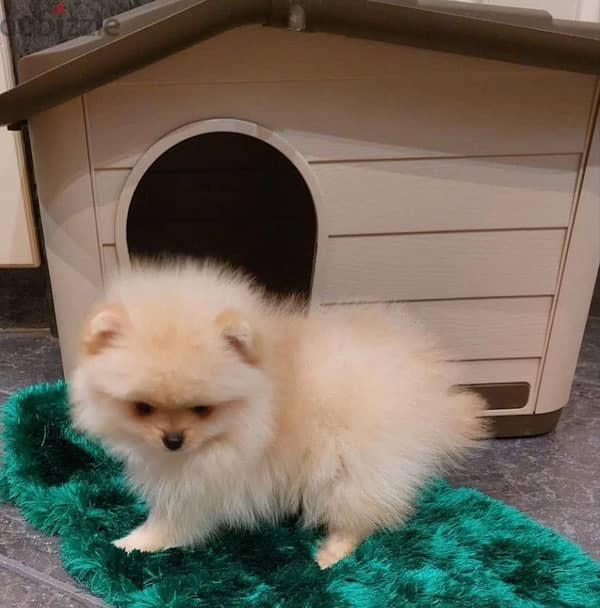 Mini Pomeranian puppy female from Russia 2