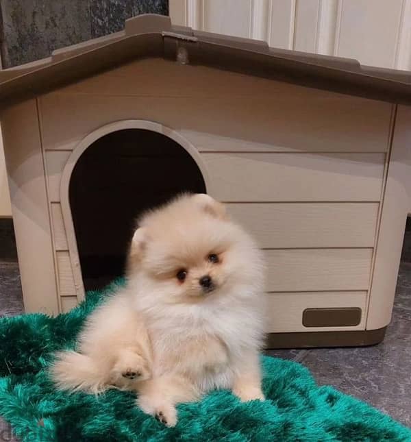 Mini Pomeranian puppy female from Russia 3