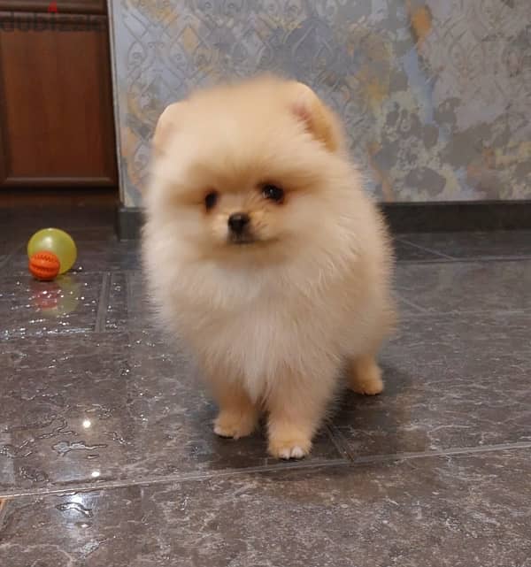 Mini Pomeranian puppy female from Russia 4