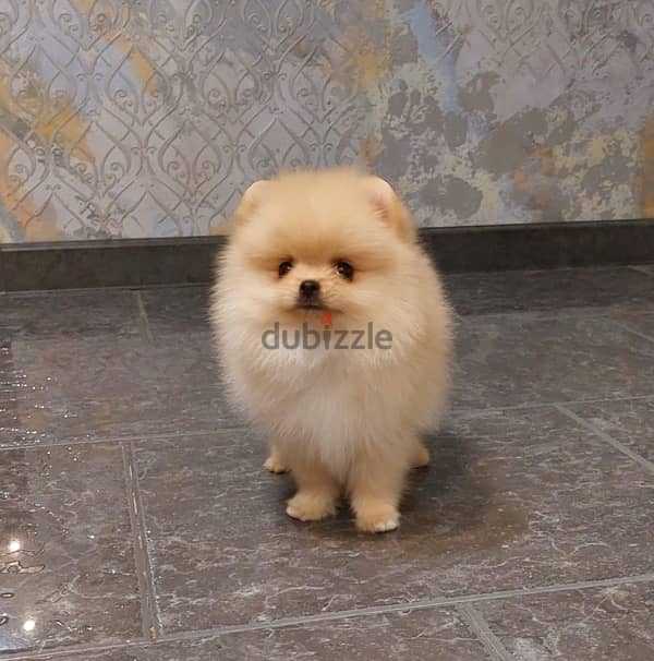 Mini Pomeranian puppy female from Russia 5