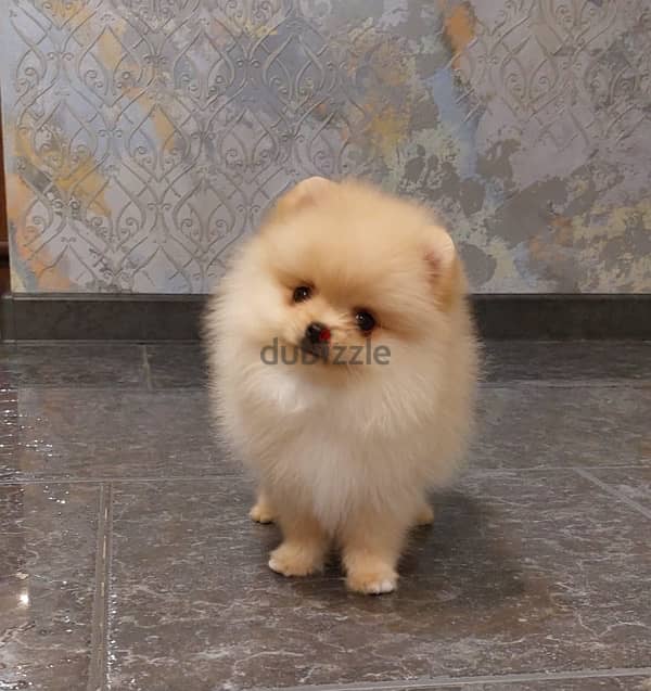 Mini Pomeranian puppy female from Russia 6