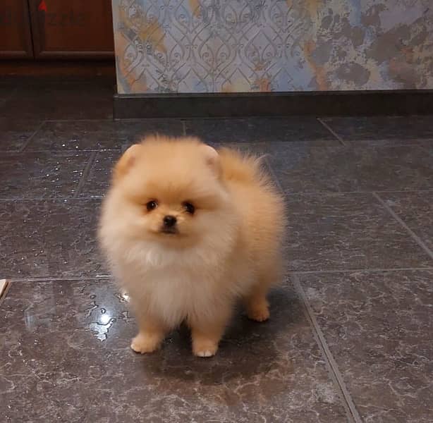 Mini Pomeranian puppy female from Russia 7