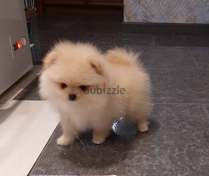 Mini Pomeranian puppy female from Russia 8