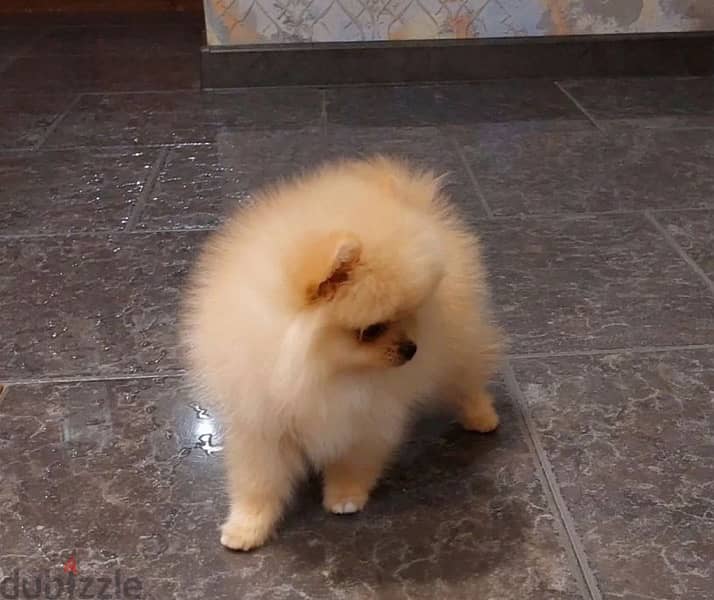 Mini Pomeranian puppy female from Russia 9