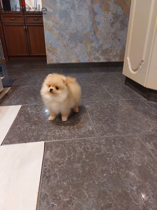 Mini Pomeranian puppy female from Russia 10