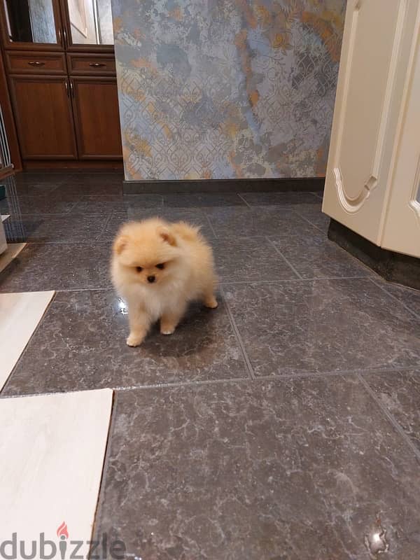 Mini Pomeranian puppy female from Russia 11