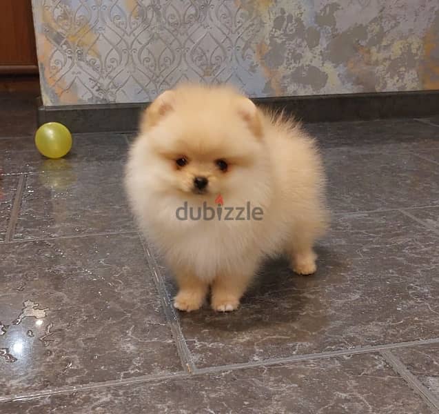 Mini Pomeranian puppy female from Russia 12