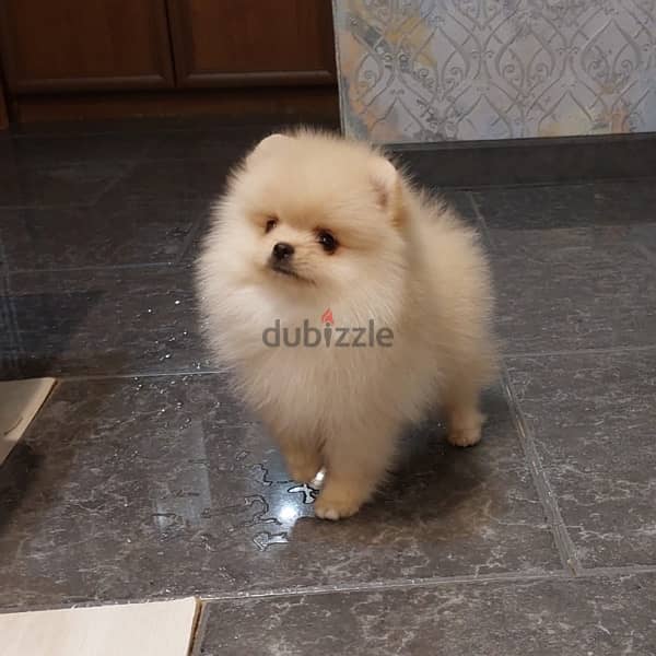 Mini Pomeranian puppy female from Russia 13