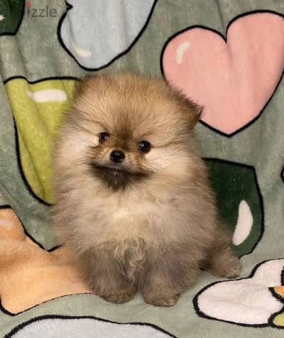 Mini Pomeranian female from Russia