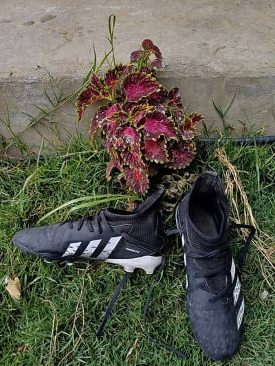 adidas predator