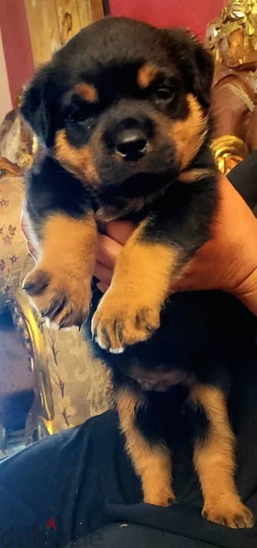 Rotweiler Puppy