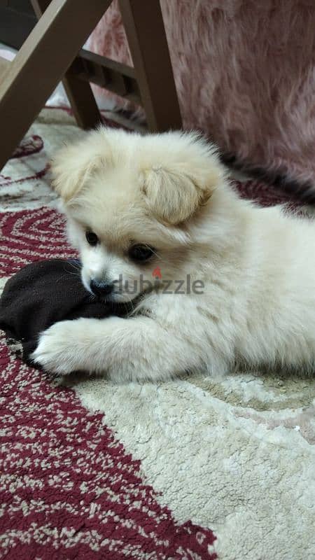 Dog Griffon(Female) || كلبة جريفون(بنت) 1