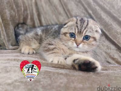 ذكر سكوتش دبل فولد و أنثى بريتش Scottish Fold