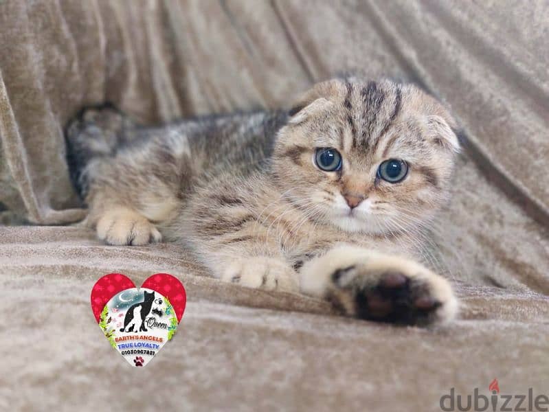 ذكر سكوتش دبل فولد و أنثى بريتش Scottish Fold 0