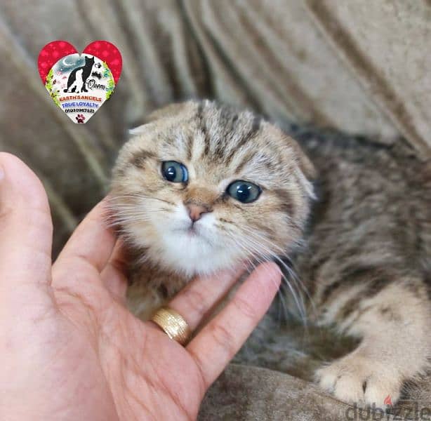 ذكر سكوتش دبل فولد و أنثى بريتش Scottish Fold 1