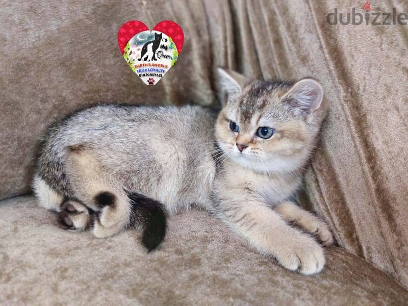 ذكر سكوتش دبل فولد و أنثى بريتش Scottish Fold 3