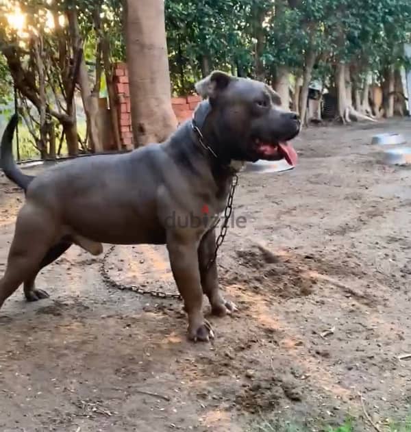 american bully اميركان بولي 1