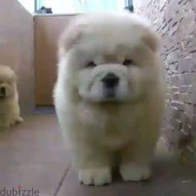 تشاو تشاو chowchow for aduption  45days