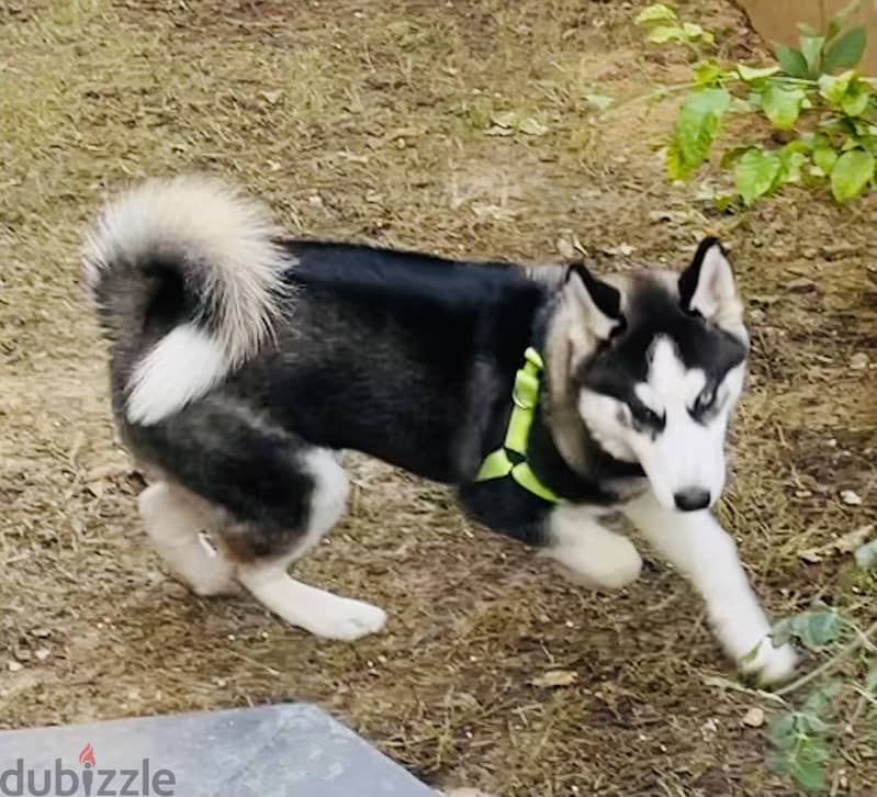 Pure Husky 0