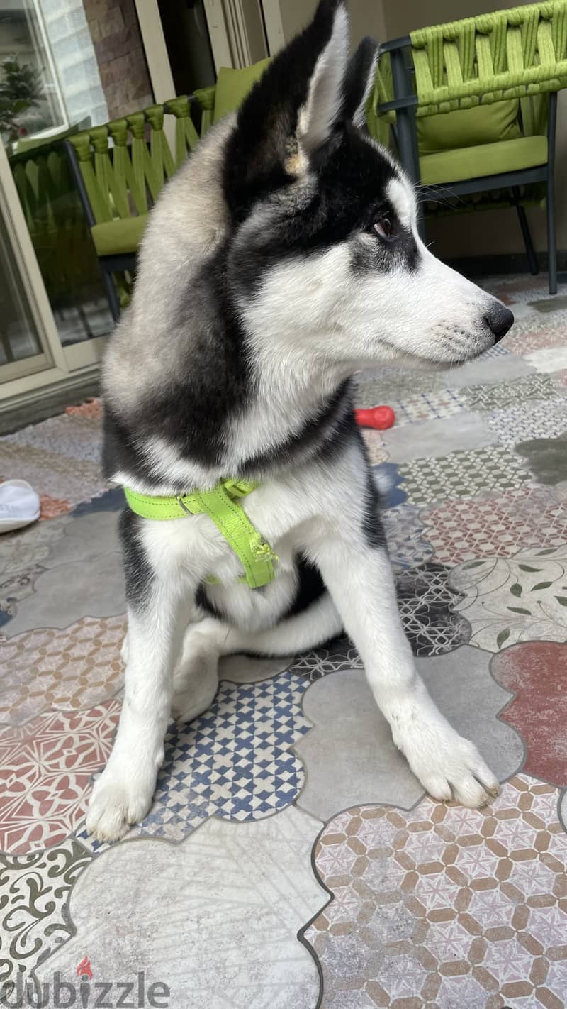 Pure Husky 2