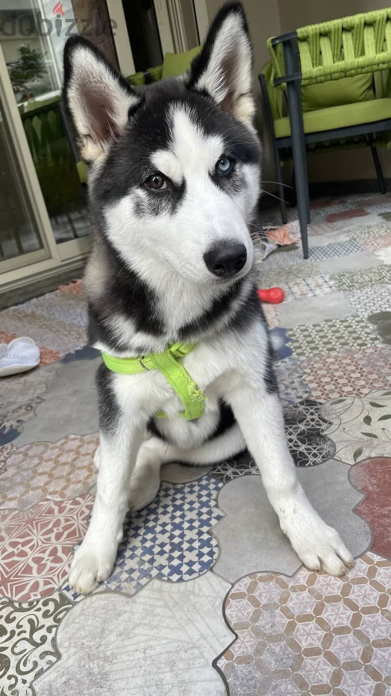 Pure Husky 3