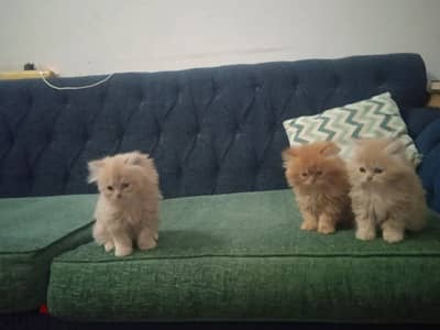 three kittens