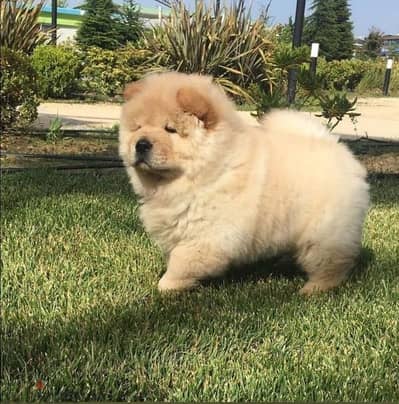 Teddy bear chow chow  تشاو تشاو مستوى عالى