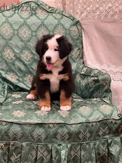 Bernese Mountain Dog