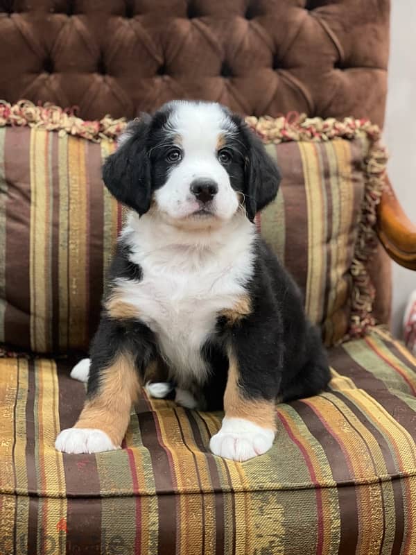 Bernese Mountain Dog 1