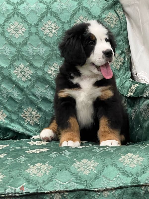 Bernese Mountain Dog 2