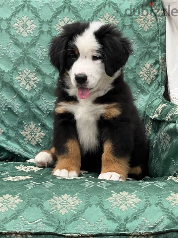 Bernese Mountain Dog 3