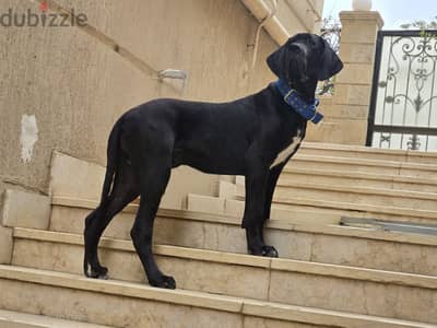 Great dane imported from Russia with FCI certificate and microchip