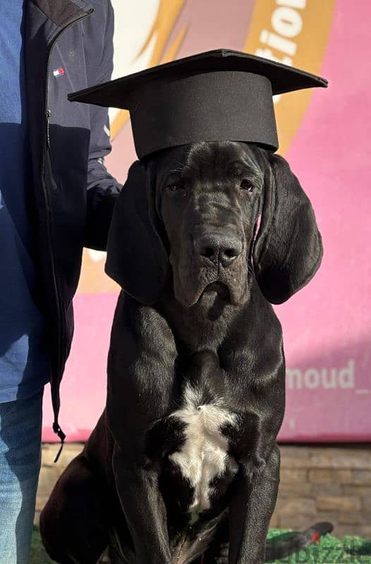 Great dane imported from Russia with FCI certificate and microchip 1