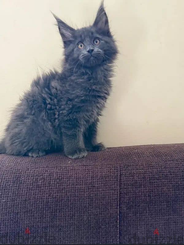 main coon kitten 01096362131 5