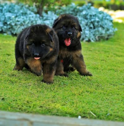 Male German shepherd puppies Female جراوي جيرمن شيبرد ذكر ولد بنت انثي