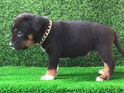 بولي American bully