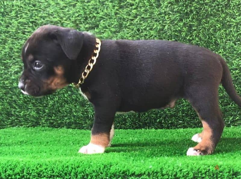 بولي American bully 0