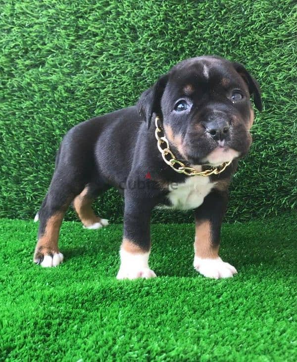 بولي American bully 1