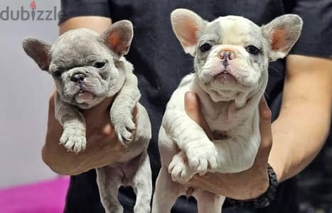 French bulldog - جراوي فرنش بولدوج