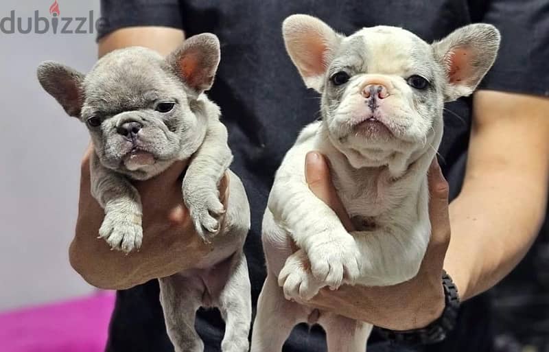 French bulldog - جراوي فرنش بولدوج 0