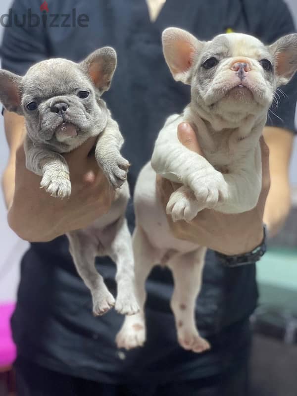 French bulldog - جراوي فرنش بولدوج 1