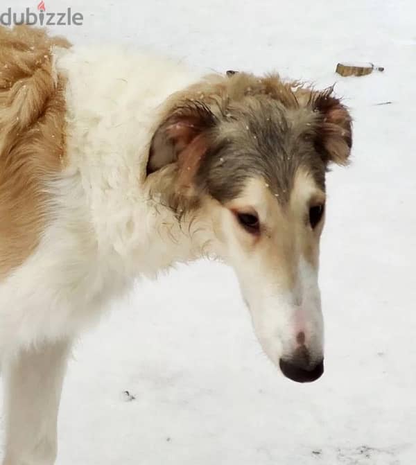 Russian greyhound puppy boy from Russia 4