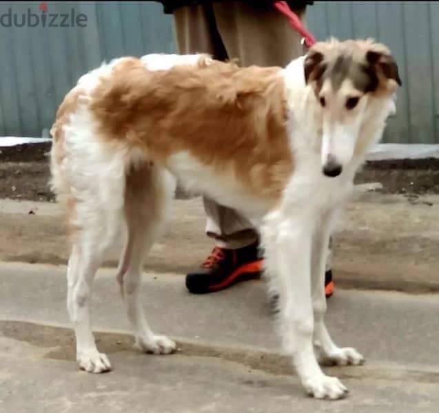 Russian greyhound puppy boy from Russia 5