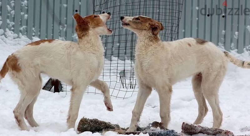 Greyhound puppy boy from Russia 1