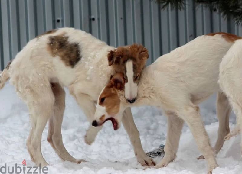 Greyhound puppy boy from Russia 2