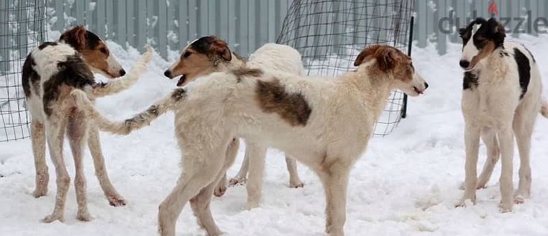 Greyhound puppy boy from Russia 3