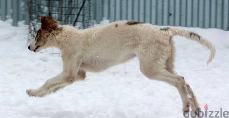 Greyhound puppy boy from Russia 4