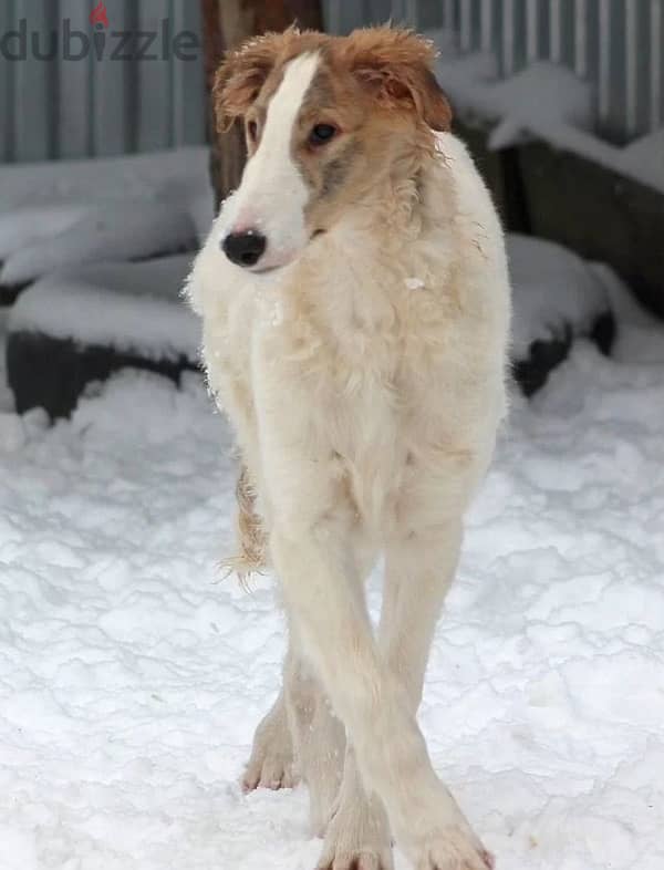 Greyhound puppy boy from Russia 5